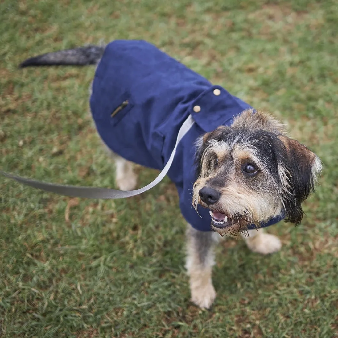 1 Pet X Kazoo Dog Rug Blue Gum Coat Navy