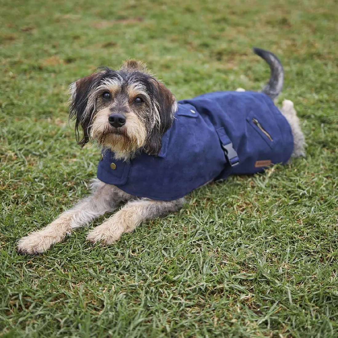 1 Pet X Kazoo Dog Rug Blue Gum Coat Navy